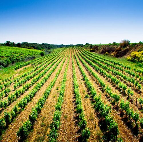 export anhydride sulfureux